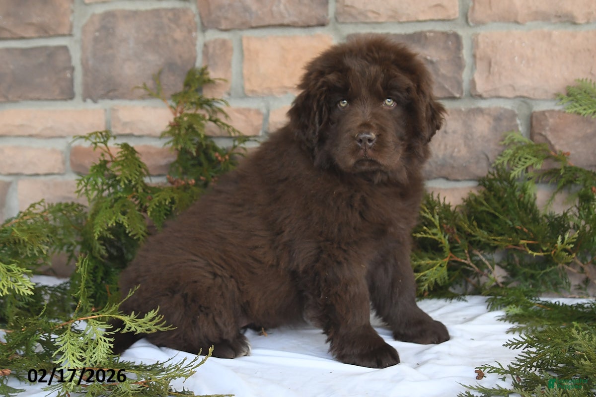 Newfoundland dogs Mindy - Ad 2