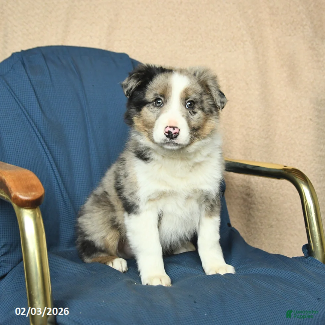Mixed Breed dogs for sale: Buddy - Ad 1
