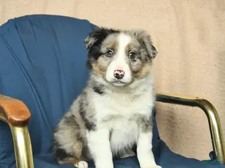 Mixed Breed dogs Buddy - Ad 6