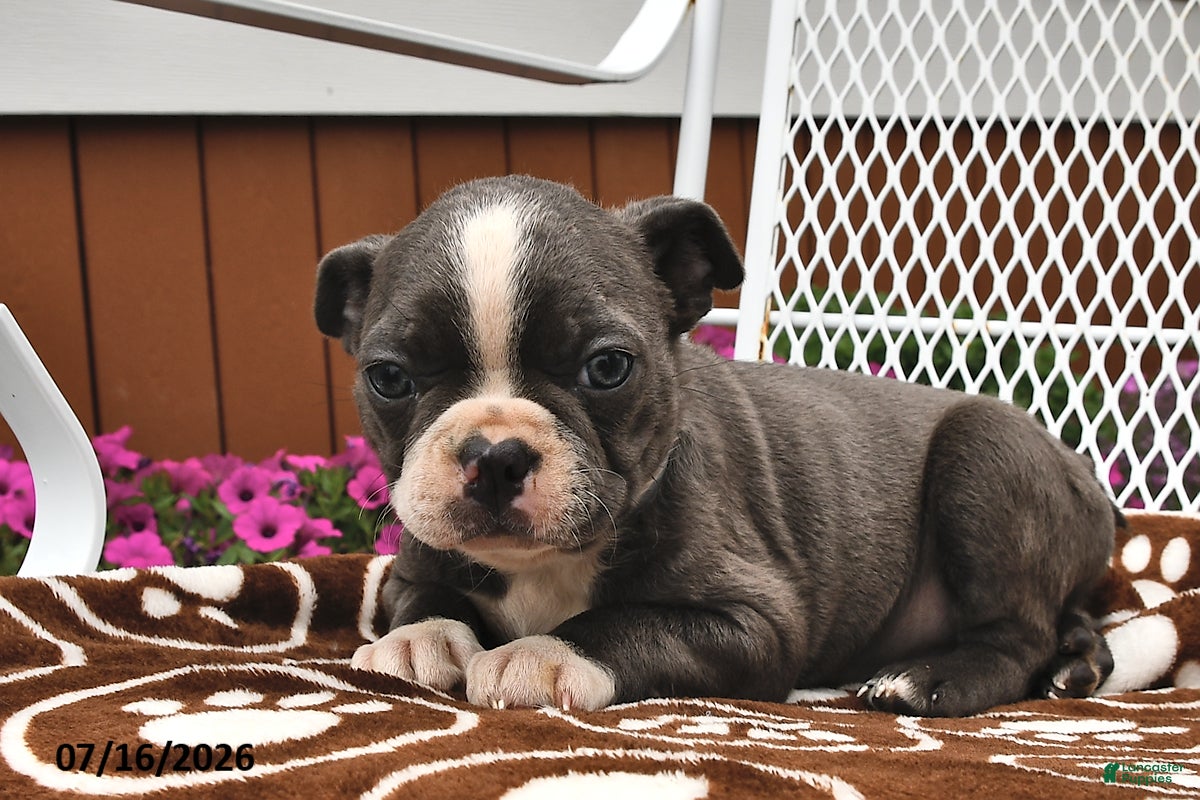 Boston Terrier dogs Milo - Ad 1