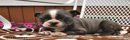 Boston Terrier dogs for sale: Milo - Ad 1