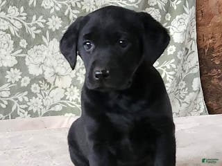 Labrador Retriever dogs Skye - Ad 32
