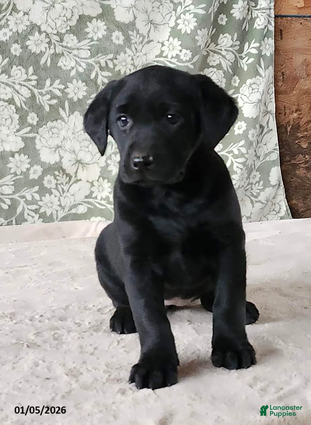 Labrador Retriever dogs for sale: Skye - Ad 4