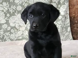 Labrador Retriever dogs Skye - Ad 25