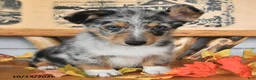 Welsh Corgi Pembroke dogs for sale: Buddy - Ad 3