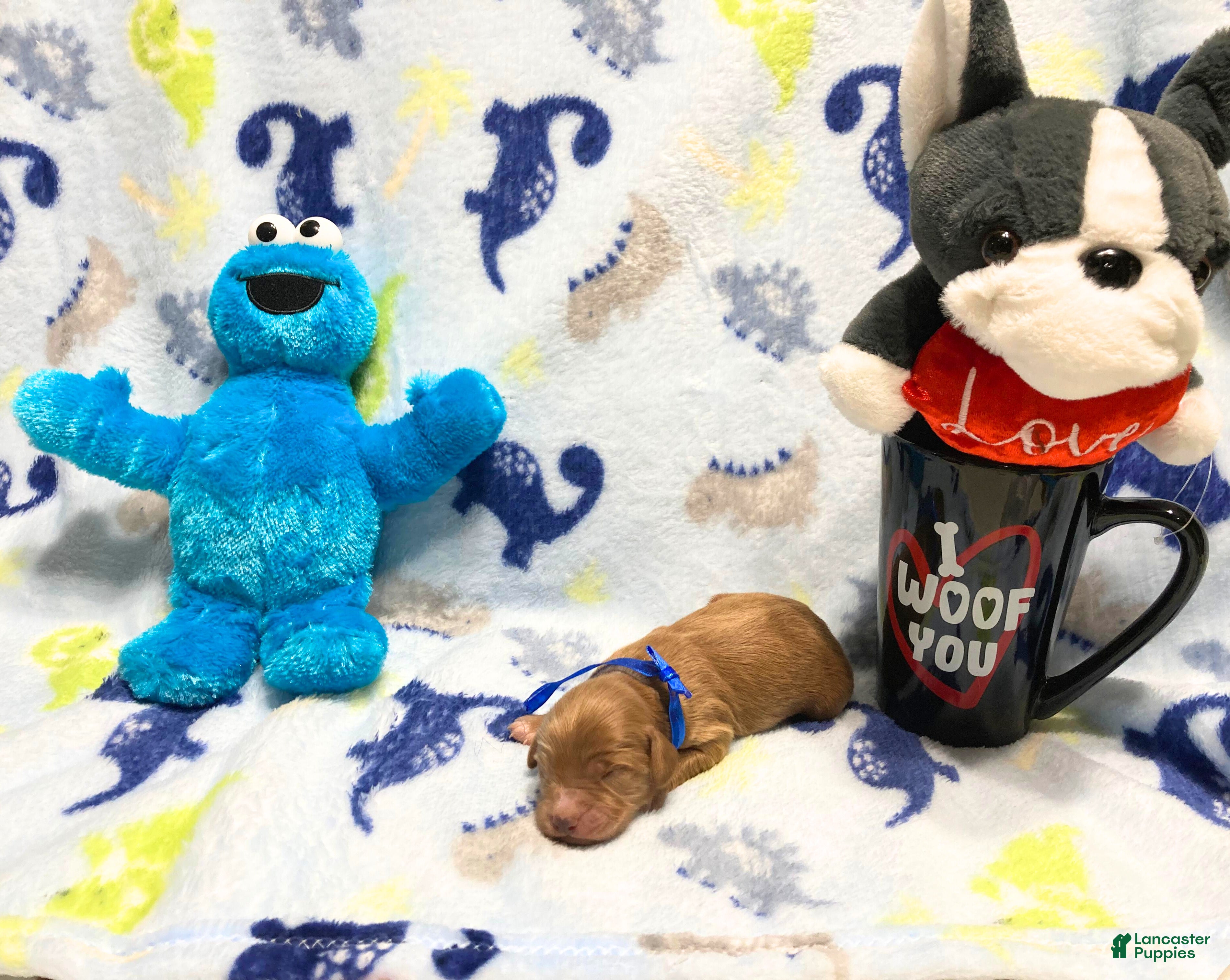 Labradoodle dogs Bear - Ad 2