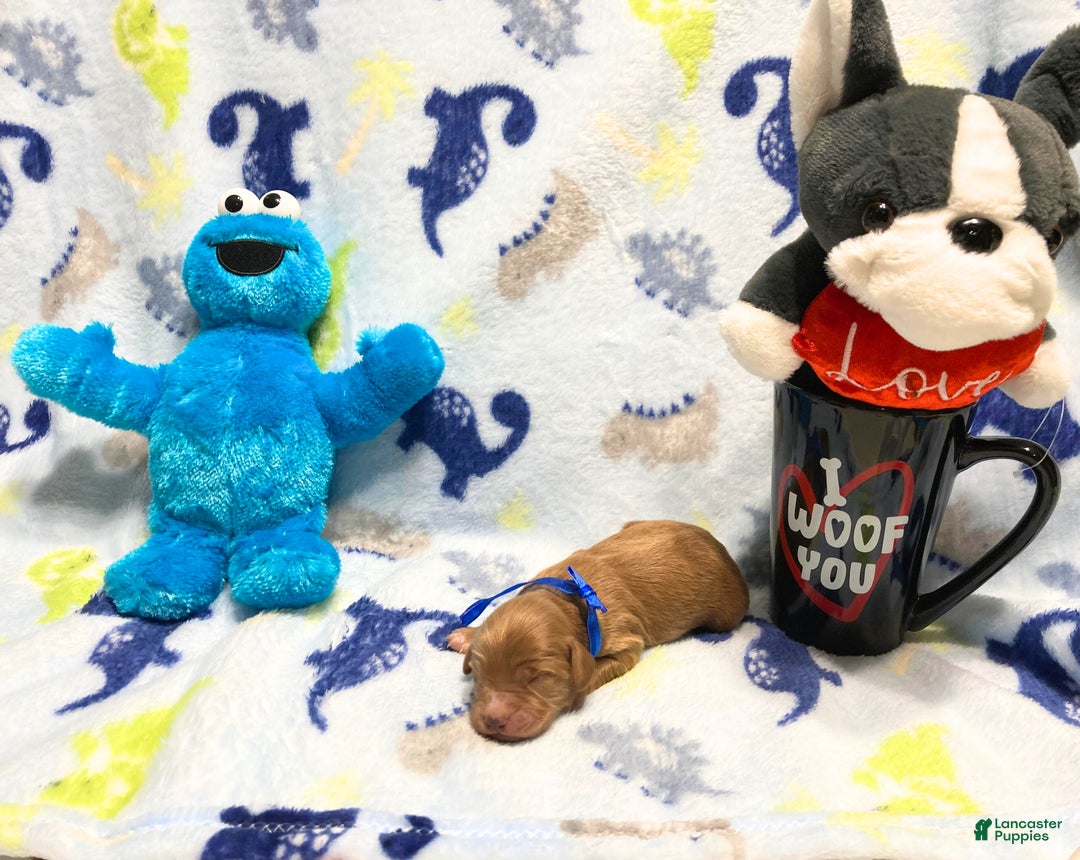 Labradoodle dogs for sale: Bear - Ad 1