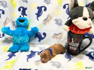 Labradoodle dogs Bear - Ad 1