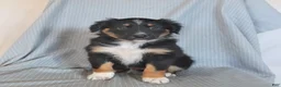 Miniature Australian Shepherd dogs for sale: Banjo - Ad 5