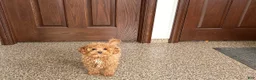 Maltipoo dogs for sale: Sherry - Ad 2
