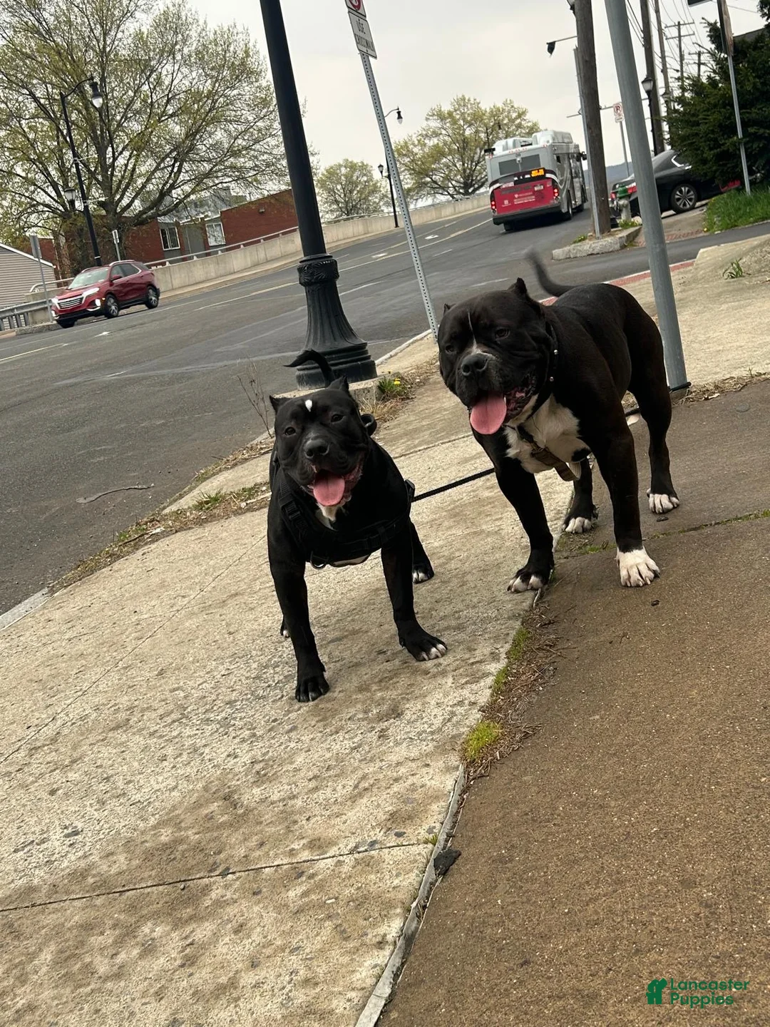 American Bully dogs for sale: American Bully Puppy 1 - Ad 4