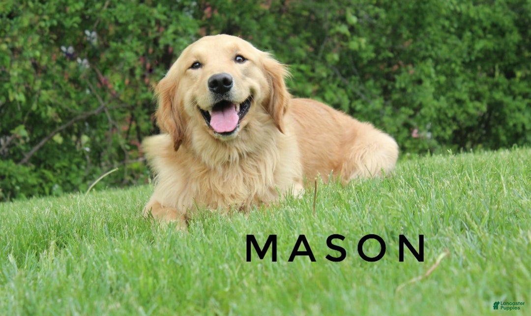 Golden Retriever dogs for sale: Snow Ball - Ad 7