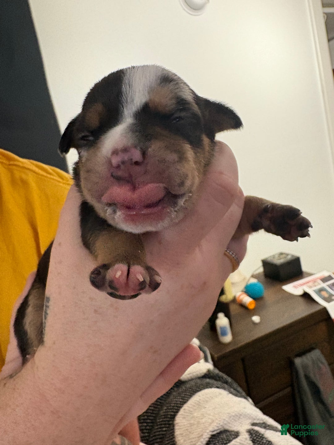 American Bully dogs for sale: Urban - Ad 11