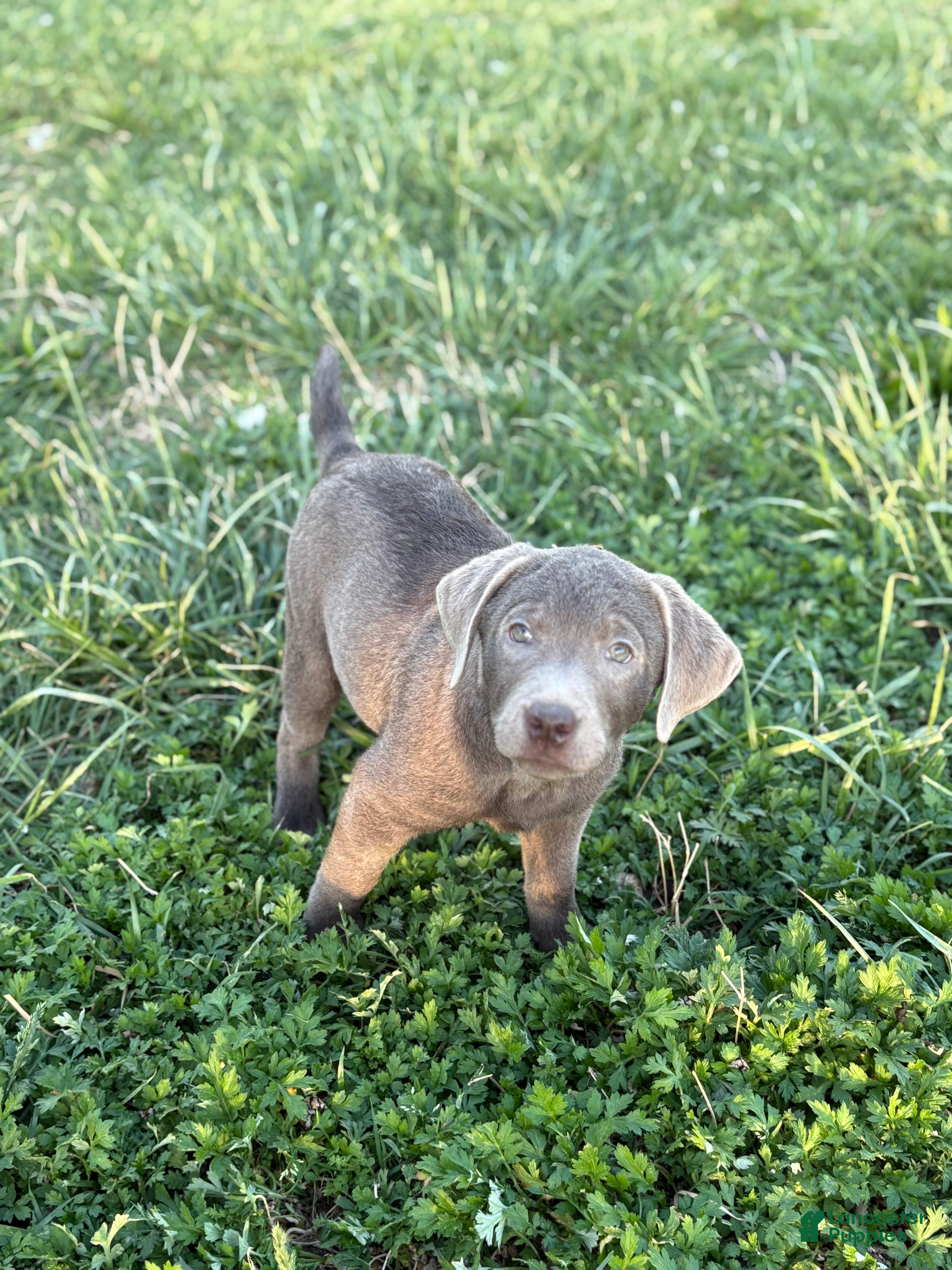 Labrador Retriever dogs Labrador Retriever Puppy 10 - Ad 35