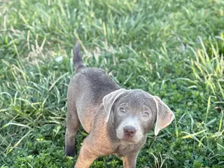 Labrador Retriever dogs Labrador Retriever Puppy 10 - Ad 35