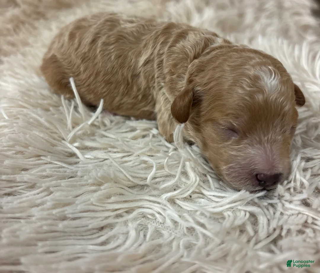 Cavapoo dogs for sale: Sienna  - Ad 2