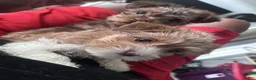 Mixed Breed dogs for sale: Pebbles  - Ad 9