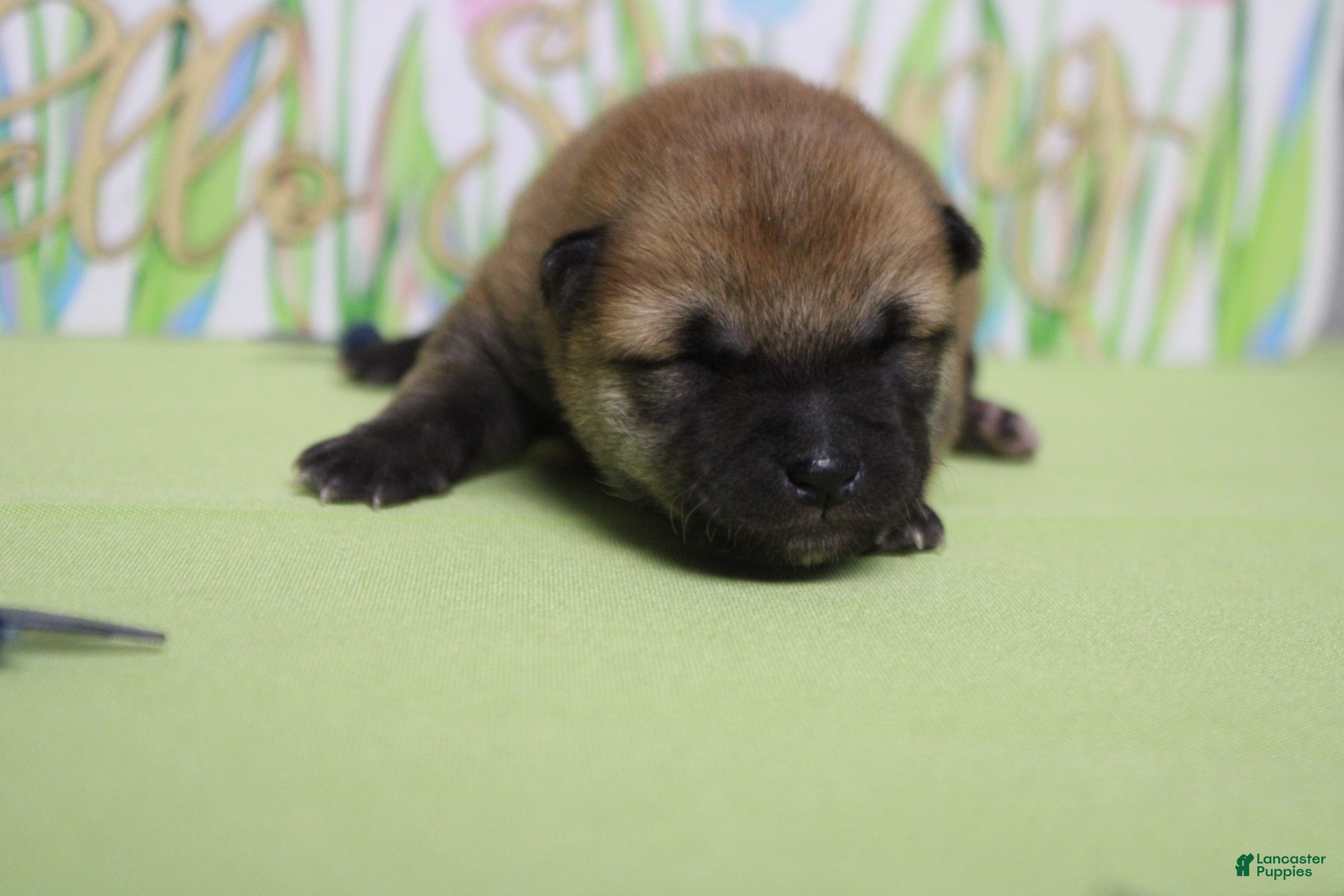 Shiba Inu dogs Hendrix - Ad 4