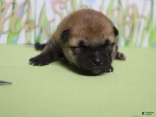 Shiba Inu dogs Hendrix - Ad 4