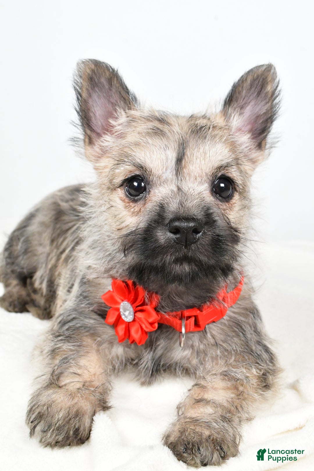 Cairn Terrier dogs for sale: Tammy - Ad 4