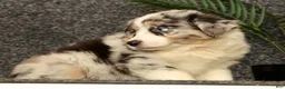 Miniature Australian Shepherd dogs for sale: Max - Ad 3