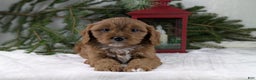 Cavapoo dogs for sale: Nicklous  - Ad 5