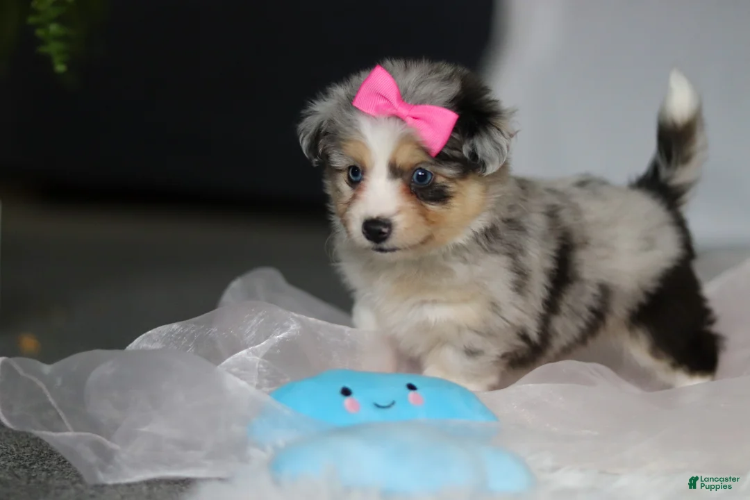 Mixed Breed dogs for sale: Bella - Ad 10