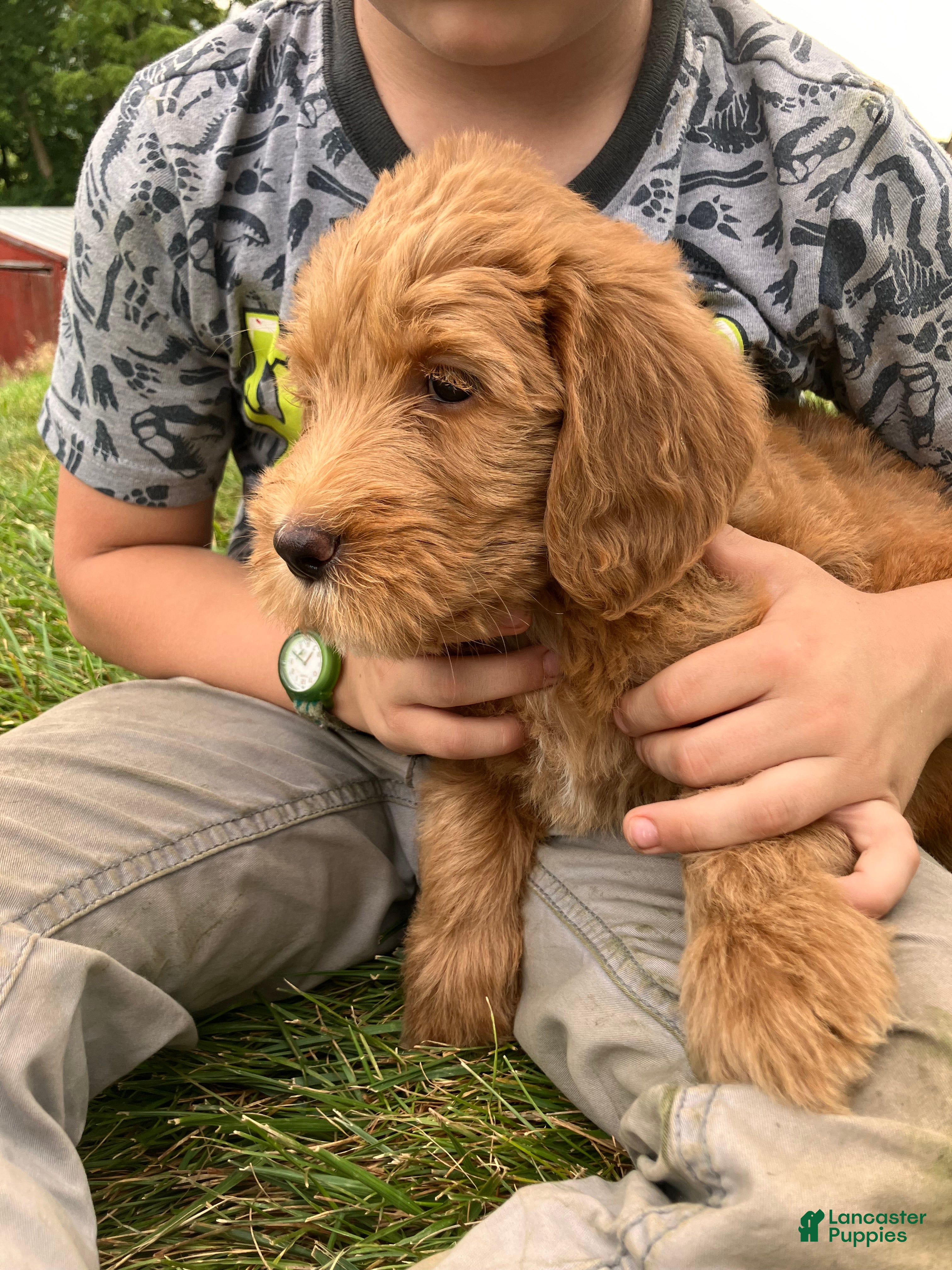 Labradoodle dogs Fern - Ad 2