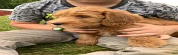 Labradoodle dogs for sale: Fern - Ad 9