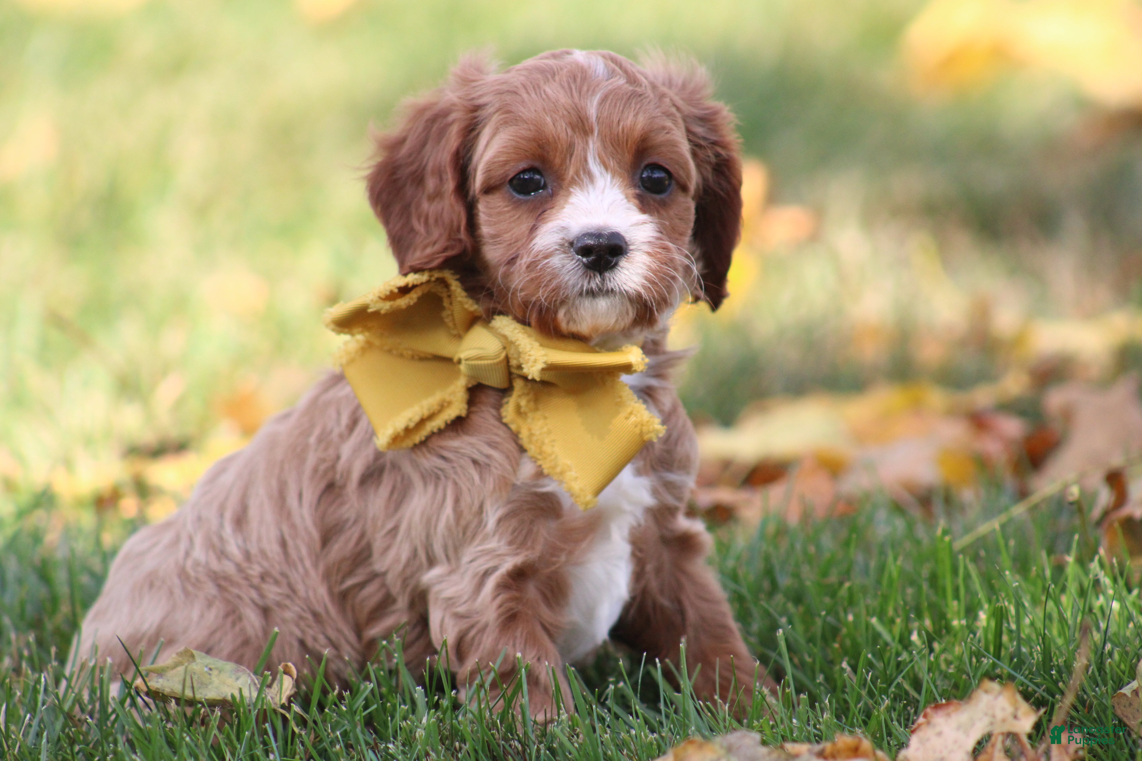 Cavapoo dogs for sale: Daisy - Ad 1