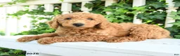 Mini Goldendoodle dogs for sale: Fluffy - Ad 3