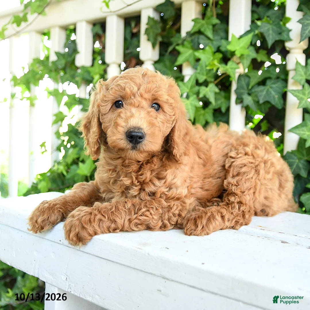Mini Goldendoodle dogs for sale: Fluffy - Ad 3