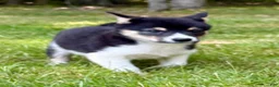 Shiba Inu dogs for sale: Shiba Inu Male - Ad 5