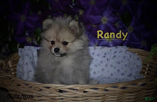 Pomeranian dogs Randy - Ad 1