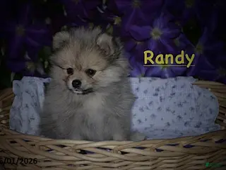 Pomeranian dogs for sale: Randy - Ad 2