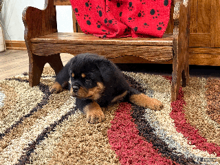 Rottweiler dogs Rudi - Ad 40