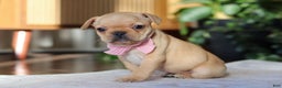 French Bulldog dogs for sale: Hailey - Ad 10