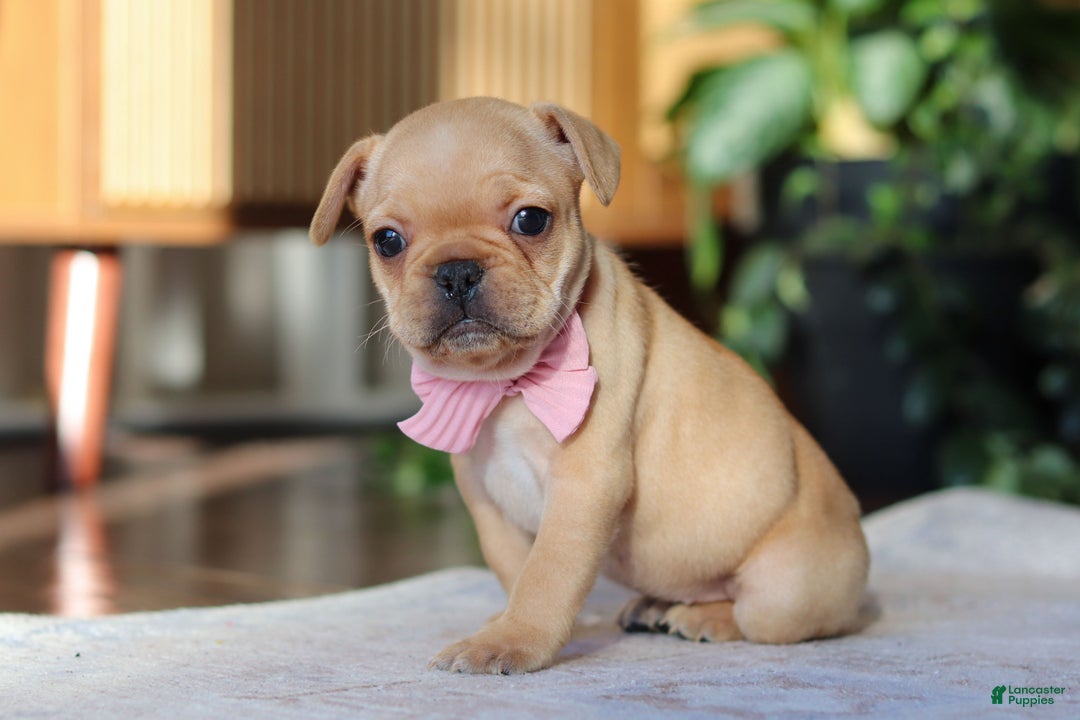 French Bulldog dogs for sale: Hailey - Ad 10