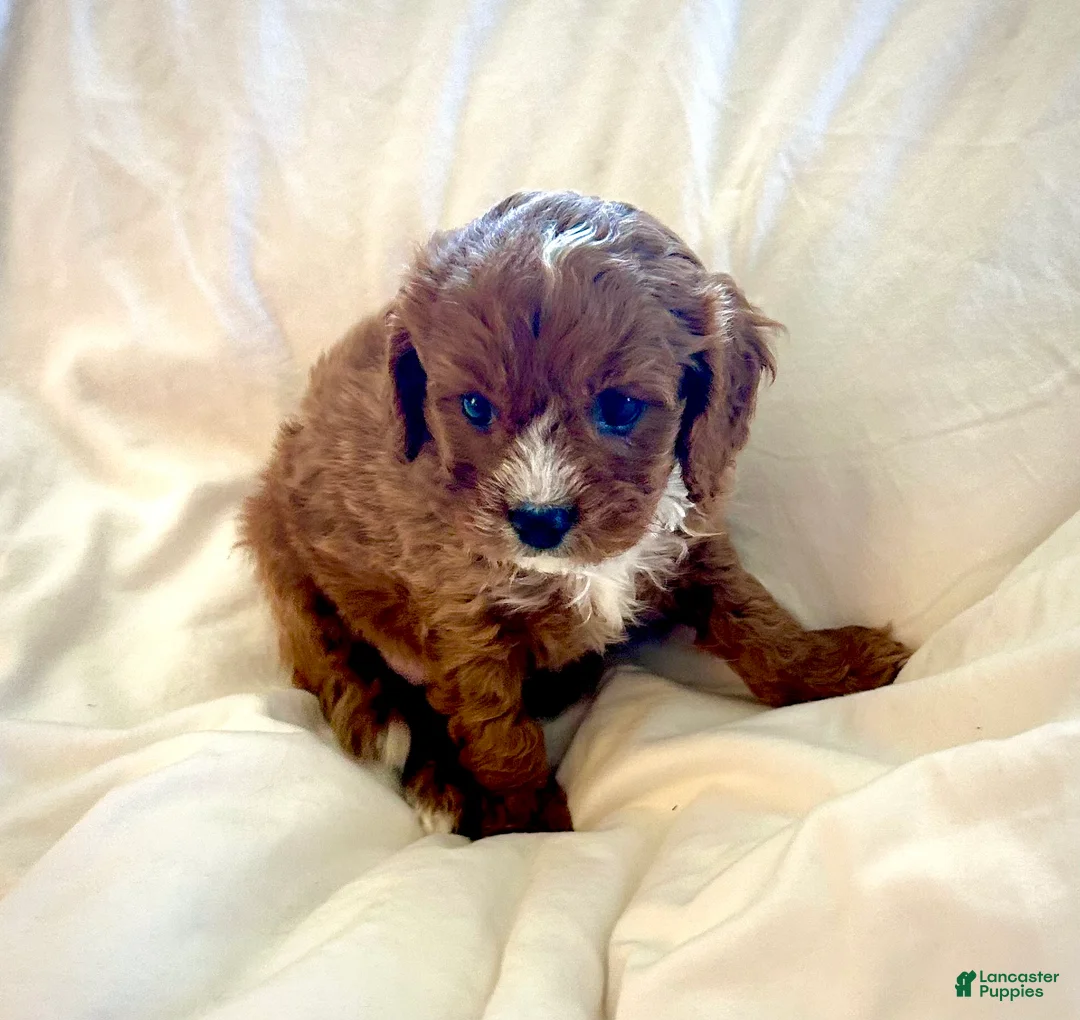Cavapoo dogs for sale: Teddy 💙  - Ad 3