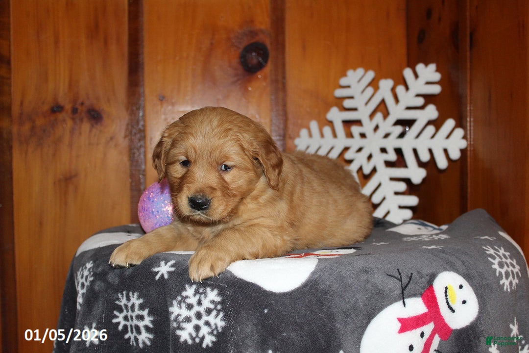 Golden Retriever dogs for sale: Maple    - Ad 2