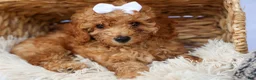 Miniature Poodle dogs for sale: WALTER - Ad 17