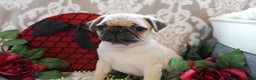 Pug dogs for sale: Calvin - Ad 10
