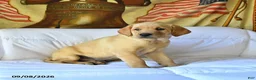Labrador Retriever dogs for sale: Rover - Ad 1
