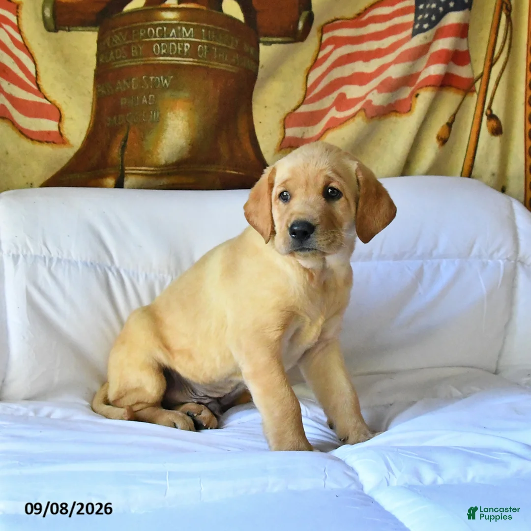 Labrador Retriever dogs for sale: Rover - Ad 1