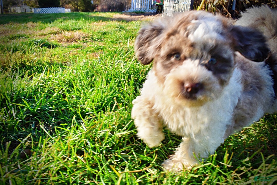 Havapoo dogs for sale: Pixie - Ad 13