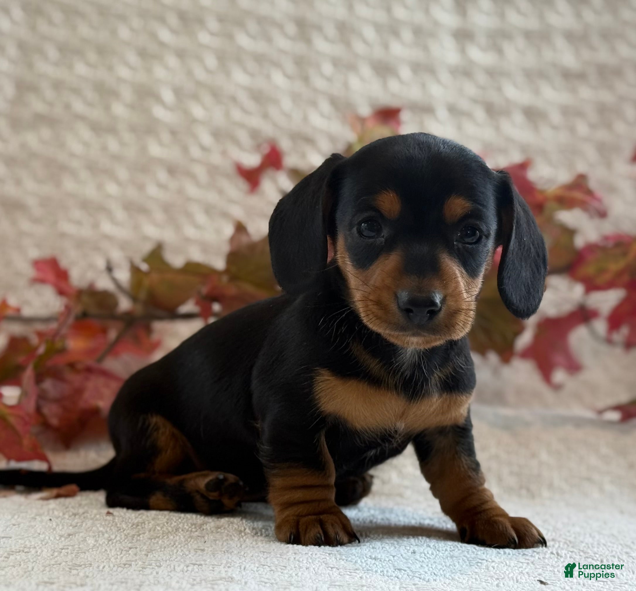 Miniature Dachshund Puppies for sale in New York Lancaster Puppies