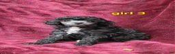 Toy Poodle dogs for sale: AKC Silver girl 3 - Ad 9