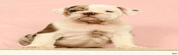 English Bulldog dogs for sale: Gucci - Ad 3