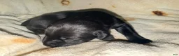 Cane Corso dogs for sale: Sam AKC - Ad 8