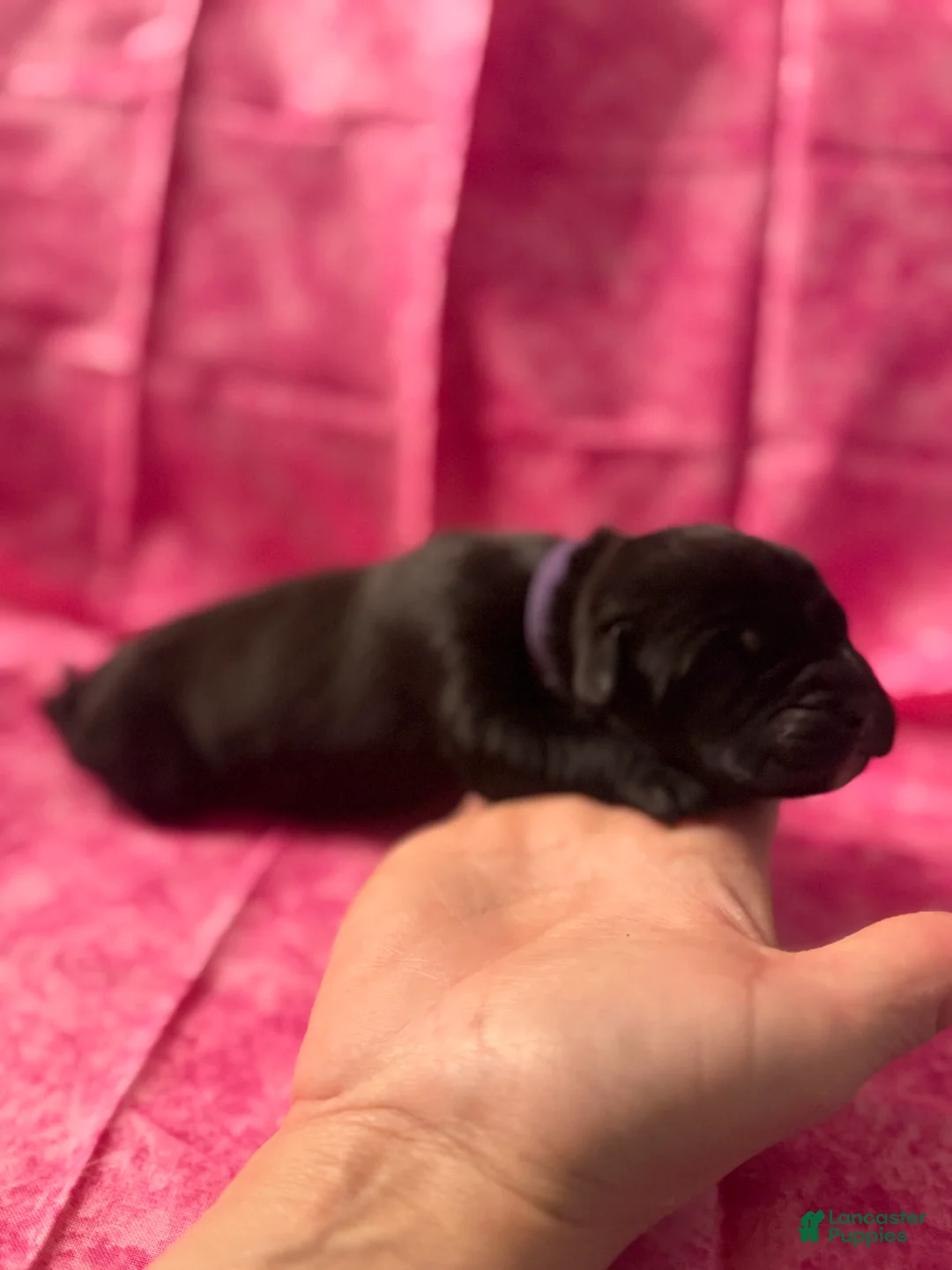 Cane Corso dogs for sale: Cane Corso Puppy 6 - Ad 2